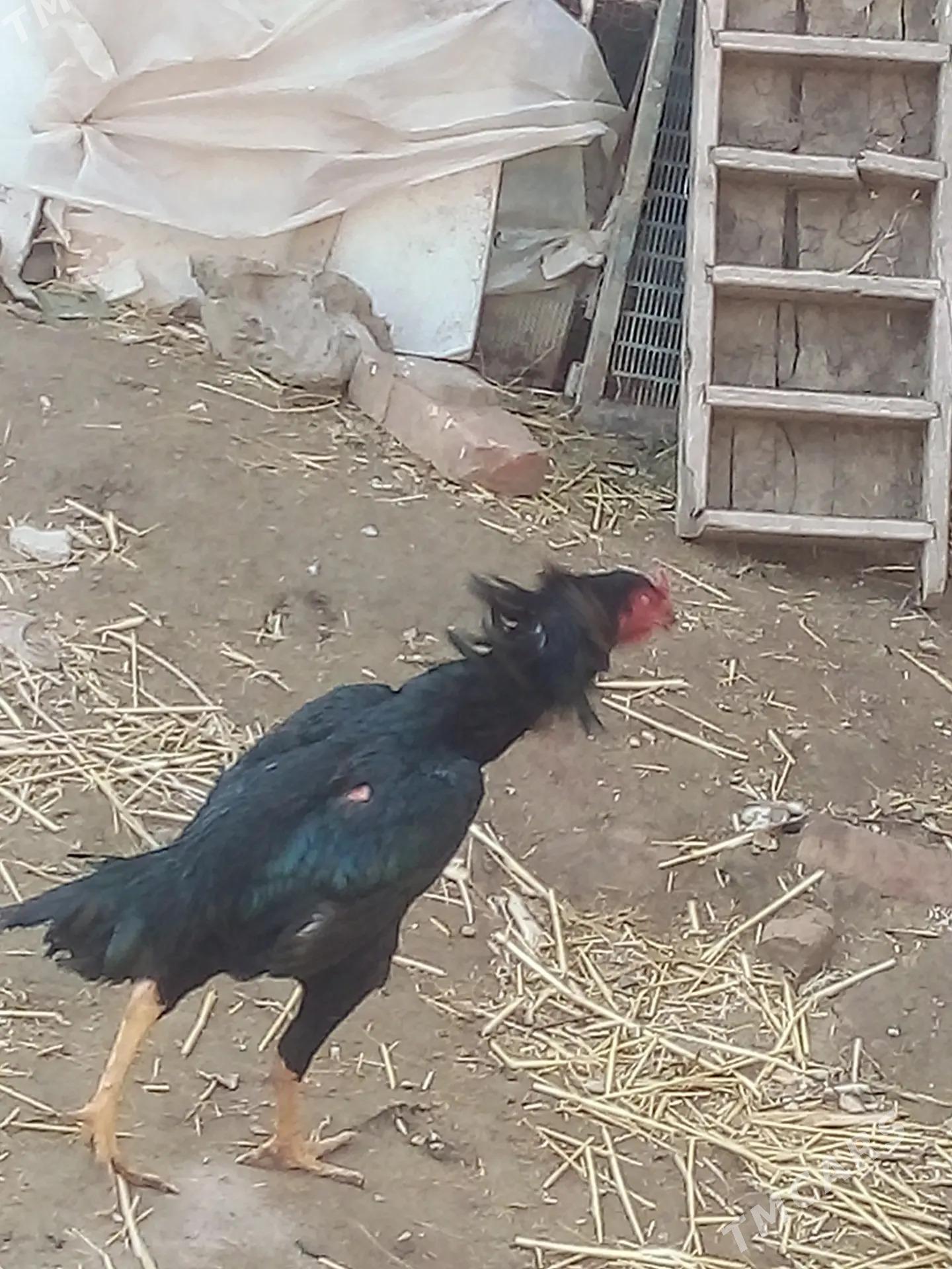 BAÝSOW HORAZ SATLYK - Чарджоу - img 1