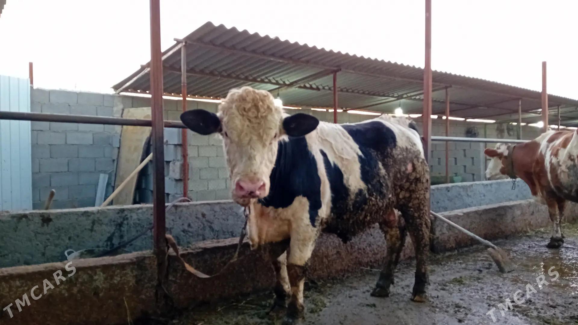 okuz simental - Ашхабад - img 1