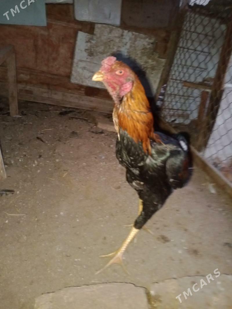 horaz - Фарап - img 1