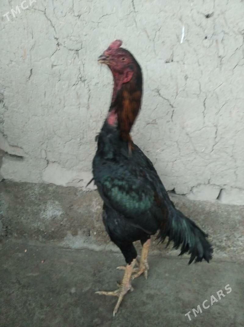 horaz - Дашогуз - img 1