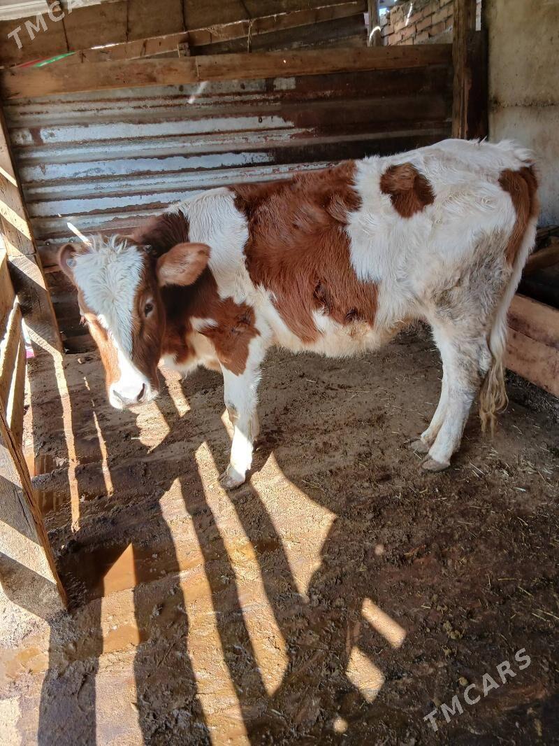 smental tuwe - Бахарден - img 1