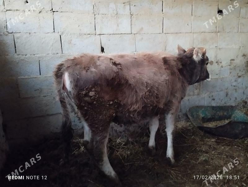 öküz - Бахарден - img 1