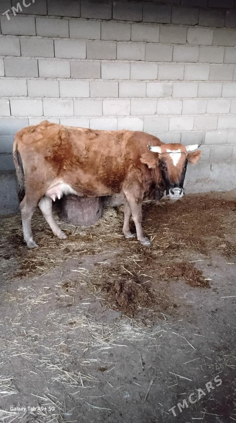 Sygyr goleli - Гызыларбат - img 1