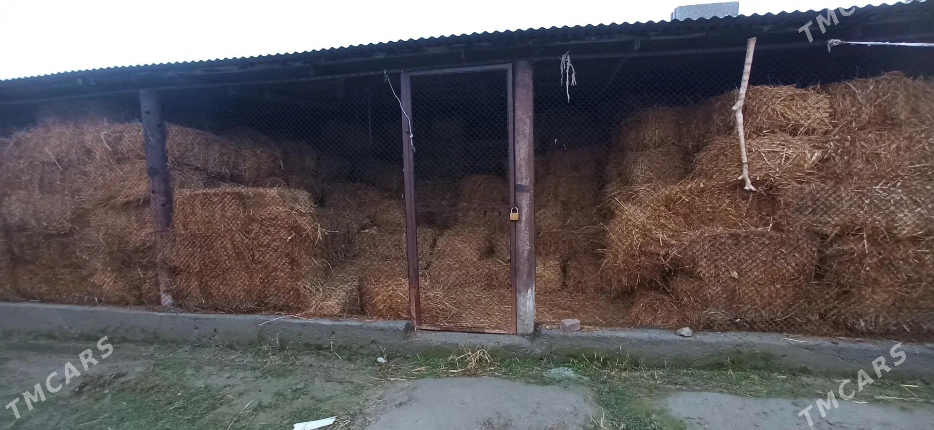 Arassa yorunja - Бахарден - img 1