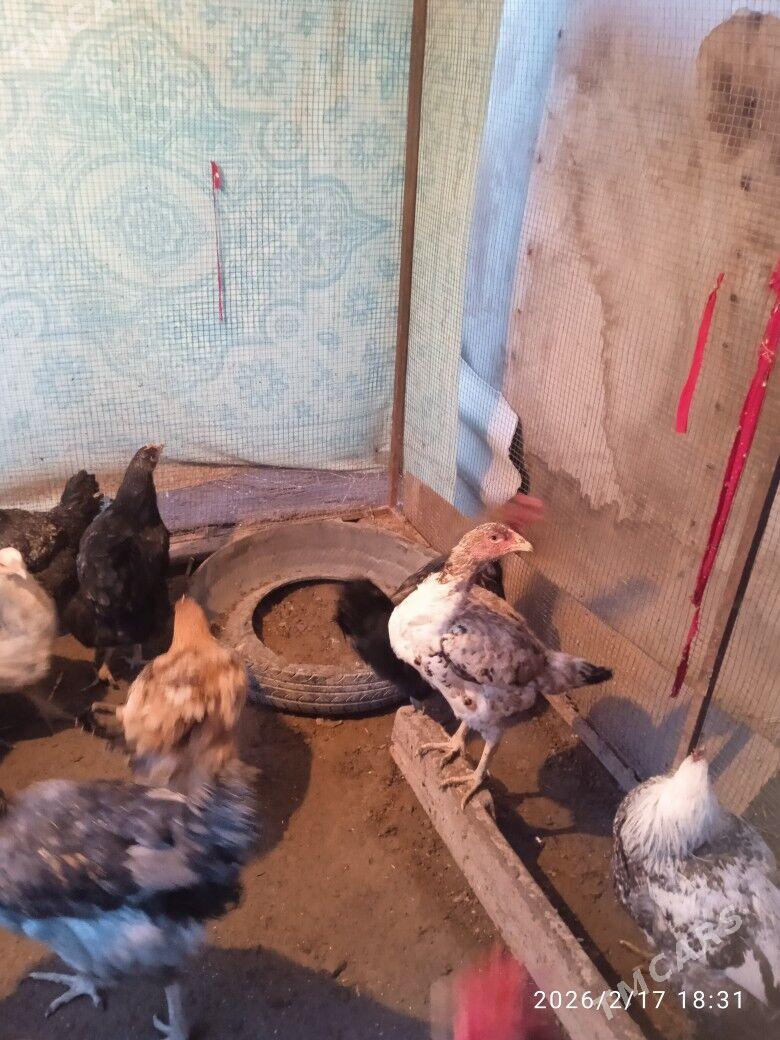 Гигант Товук Хоразлар - Туркменабат - img 1