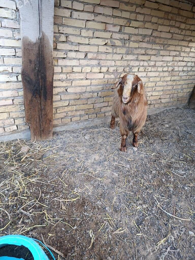 теке - Туркменабат - img 1