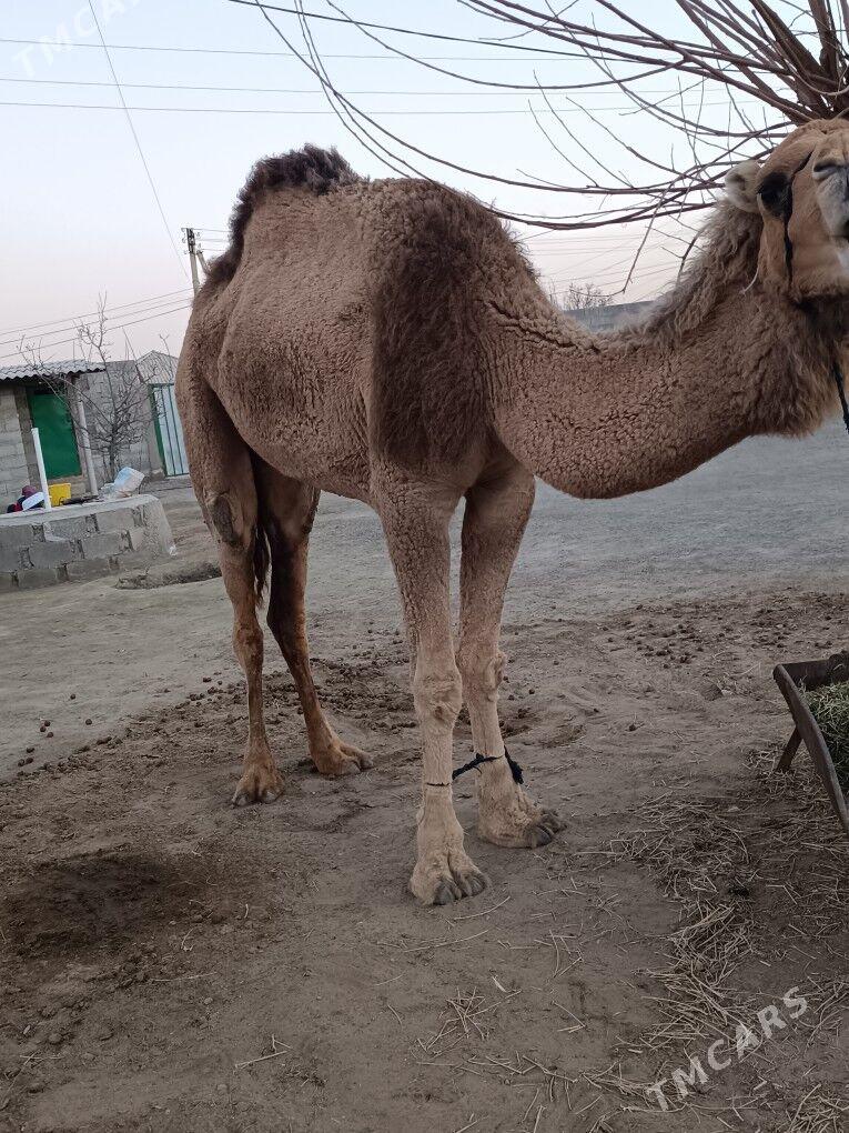 GYSYR DUYE - Бахарден - img 1