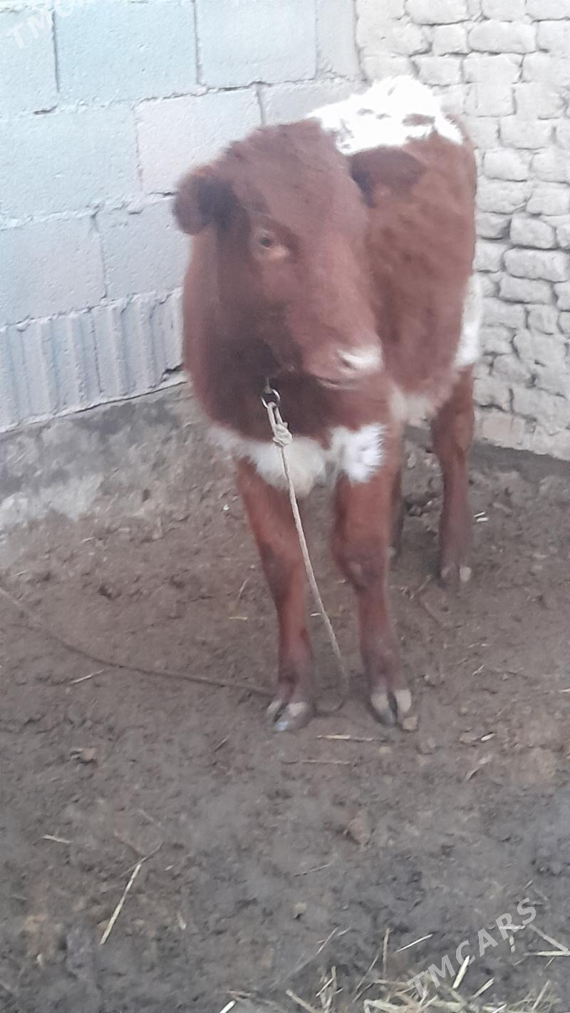 окуз ве гачар гибрит - Gurbansoltan Eje - img 1