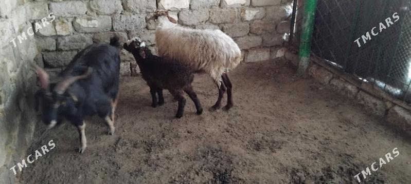 MAL GOYUN GUZLI GEÇI - Ашхабад - img 1