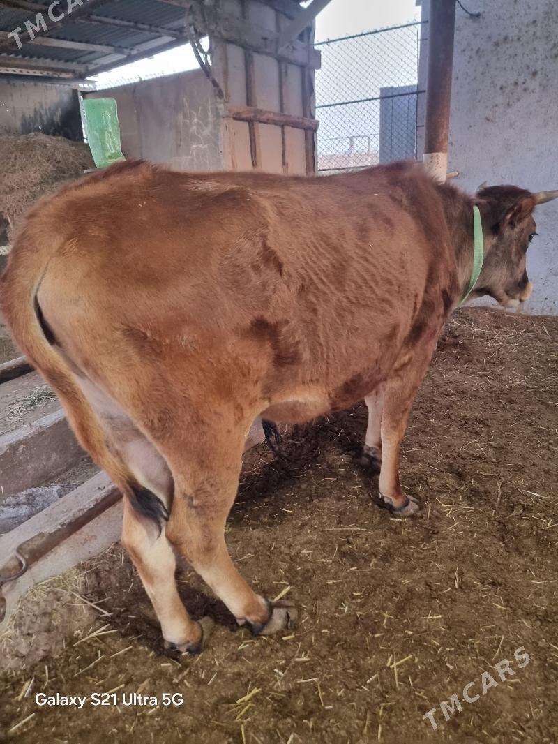 guzlamadyk gulajyn - Мургап - img 1