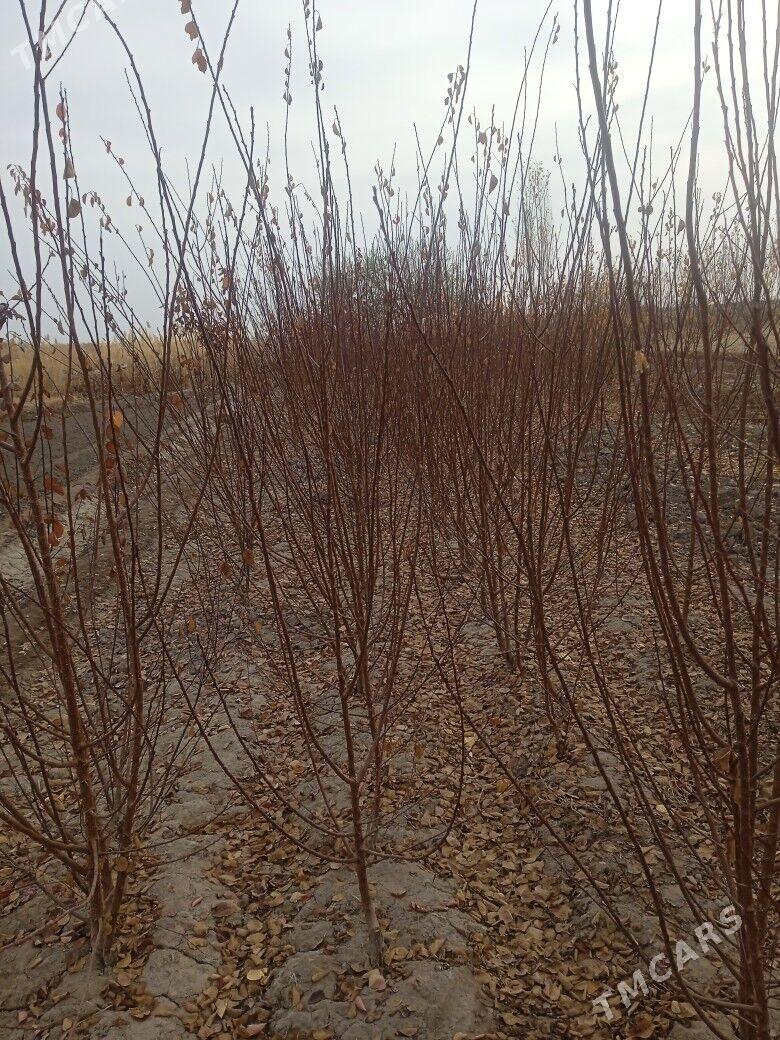 bag naheller - Köneürgenç - img 1