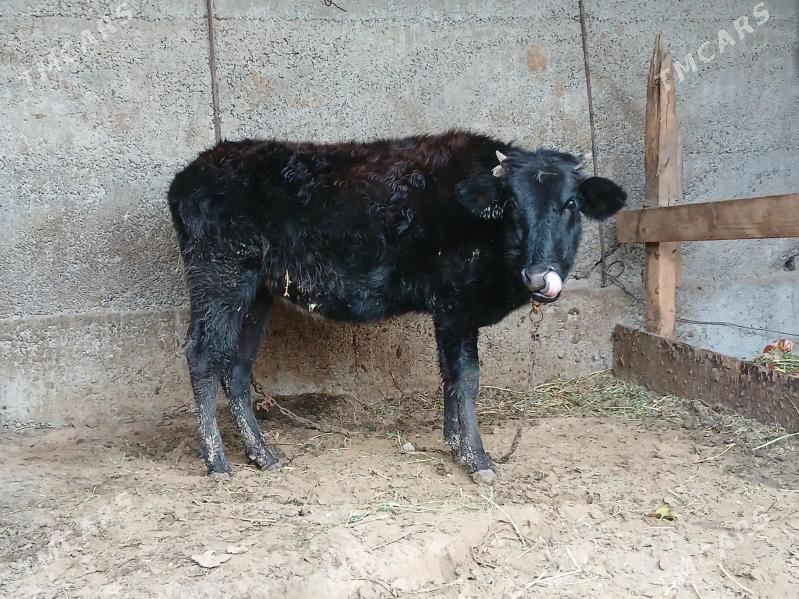 TUWE - Büzmeýin - img 1