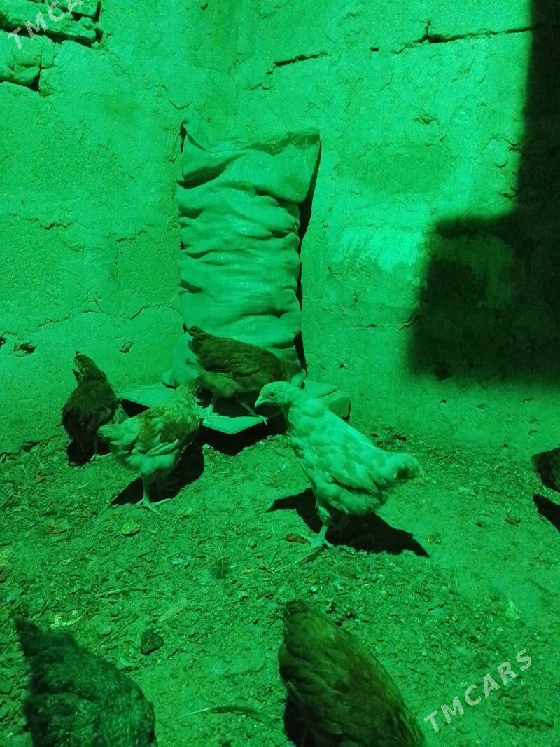 jujeler - Багир - img 1