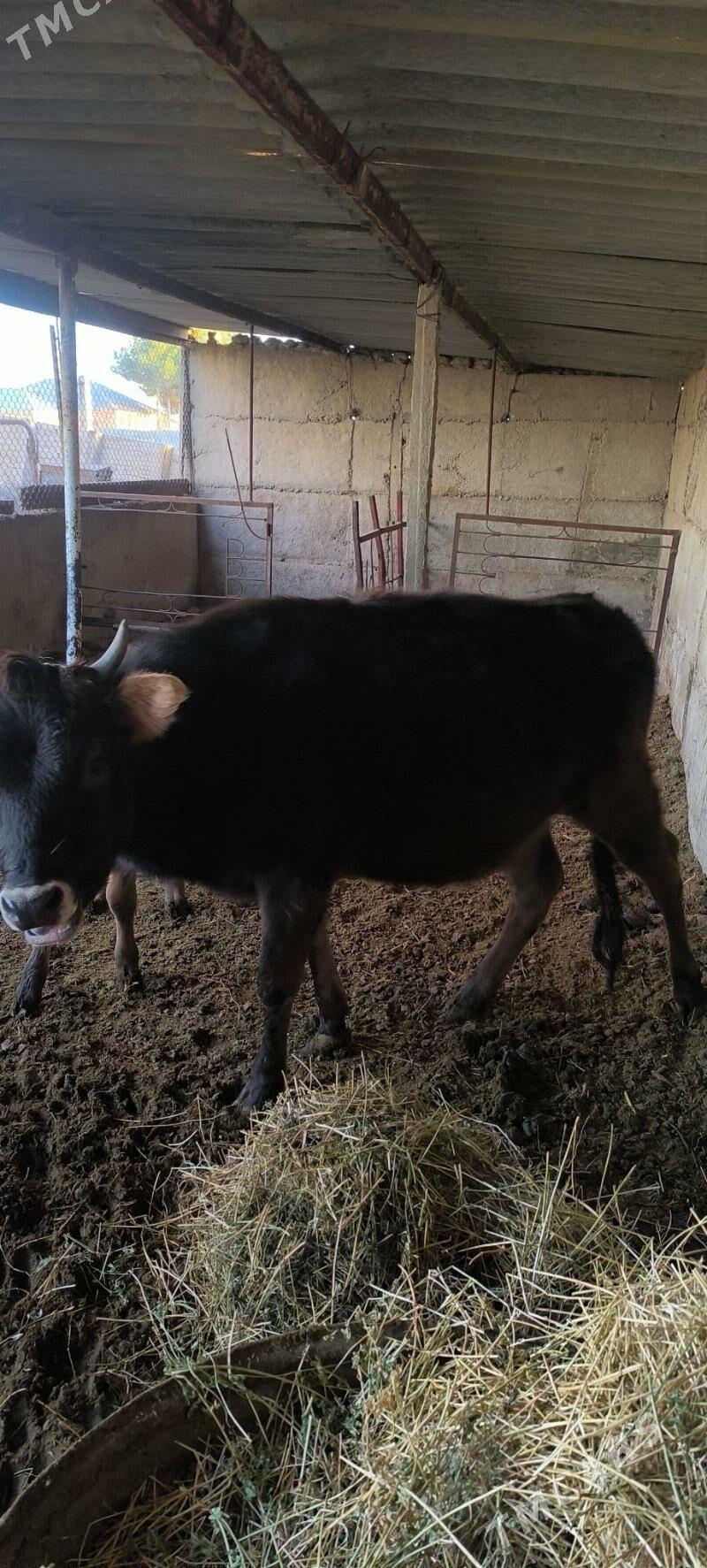 Göle - Гёкдепе - img 1