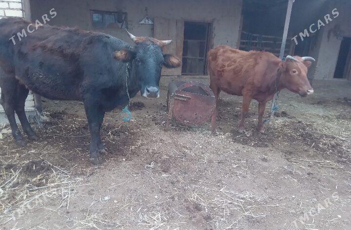 Ýetik bogaz sygyrlar - Baýramaly - img 1