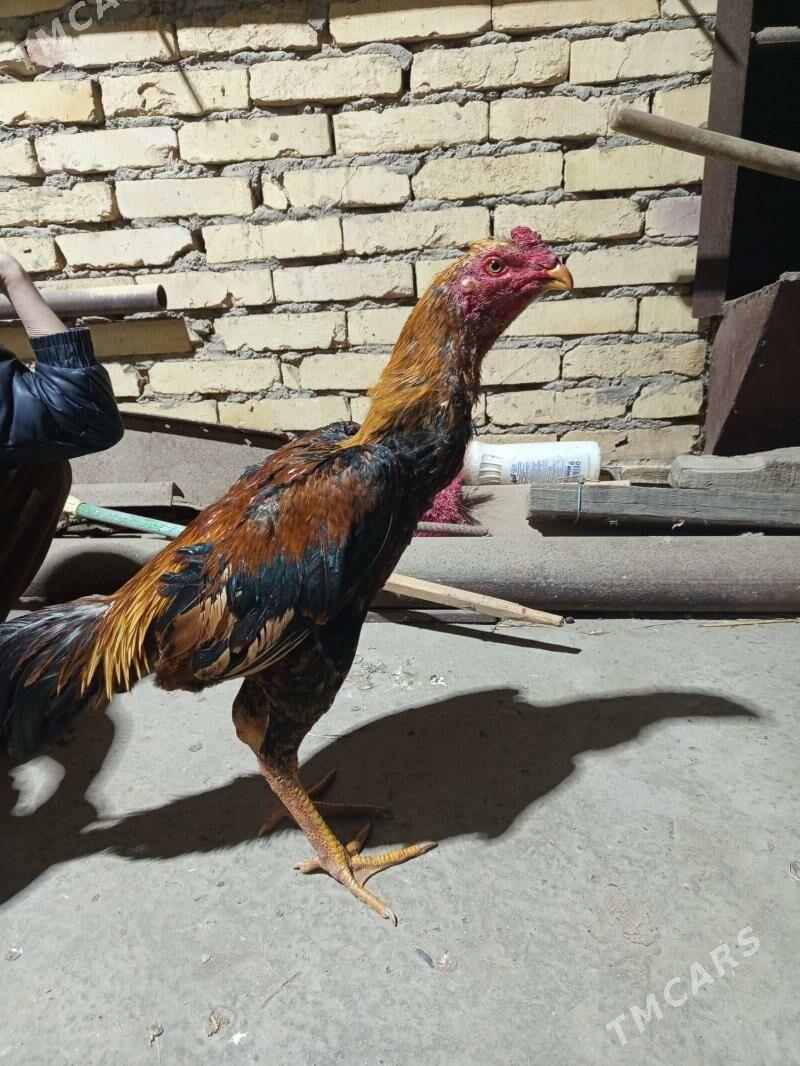 байсов - Türkmenabat - img 1