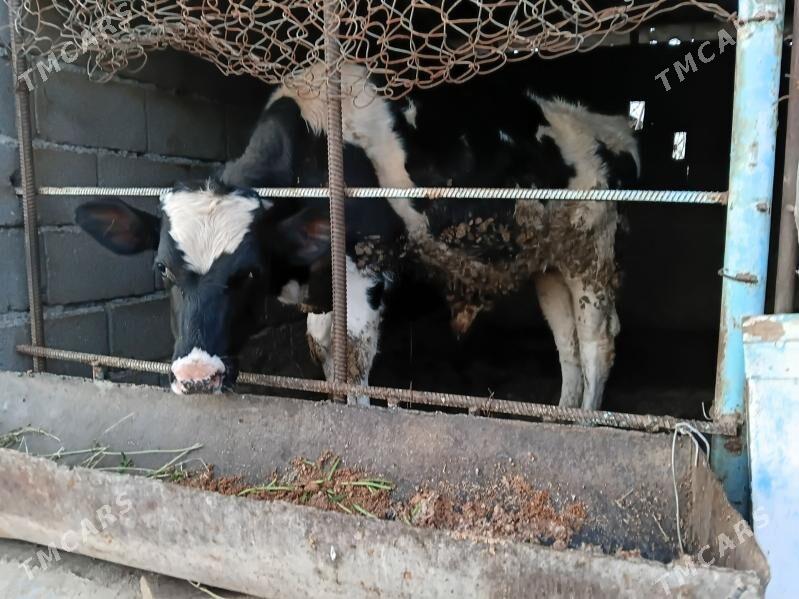 göle - Гёкдепе - img 1