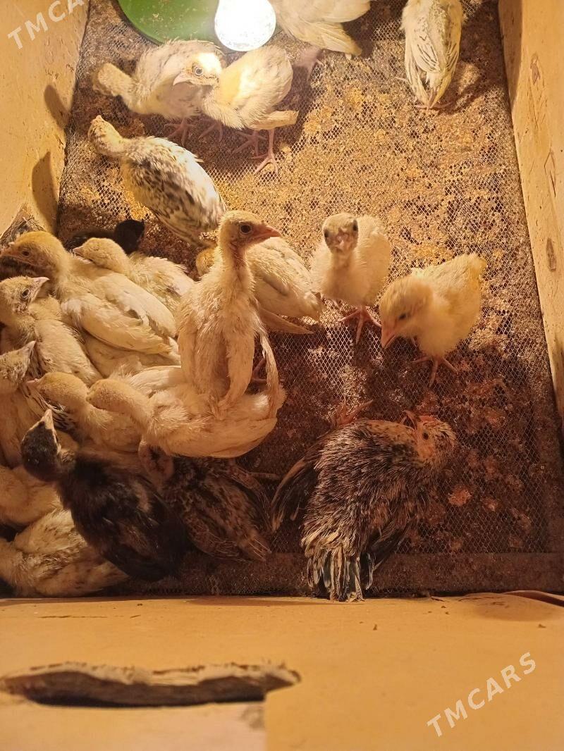 induk juje - Сакар - img 1