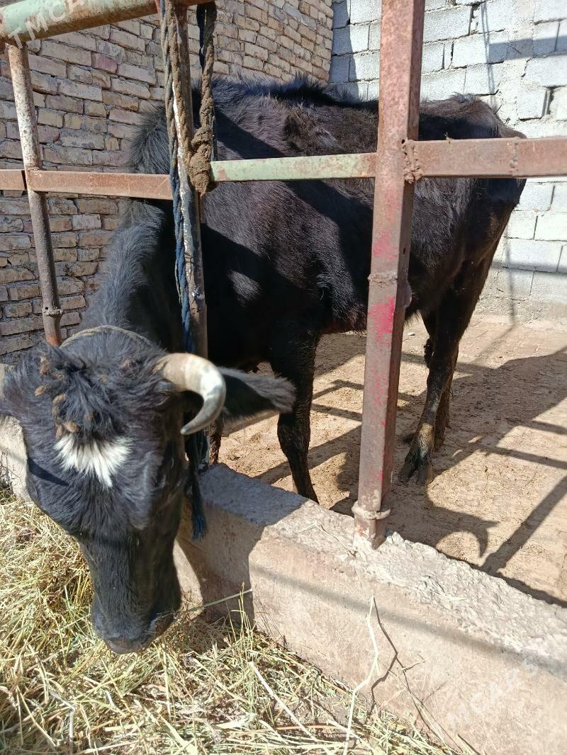 bogoz sygyr - Гёкдепе - img 1