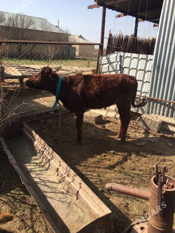 Gulojun gole - Sakarçäge - img 1