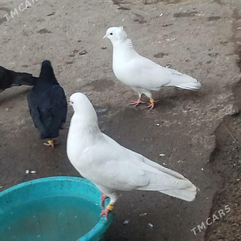 kepderi - Aşgabat - img 1