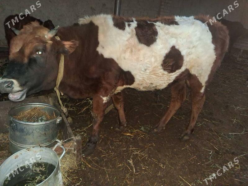 окиз - Türkmenabat - img 1