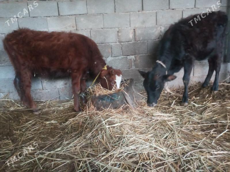 tüwe - Ak bugdaý etraby - img 1