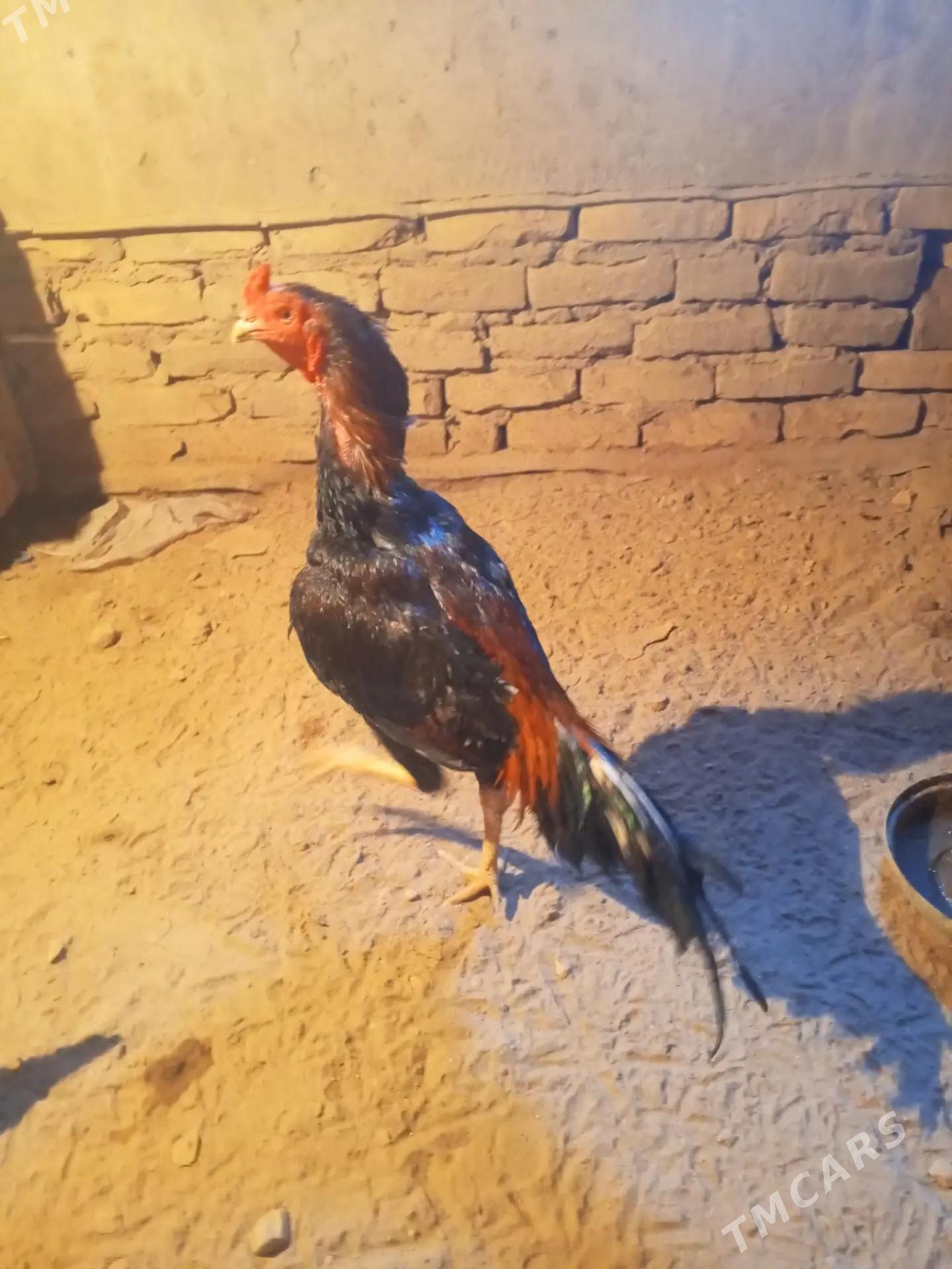 Horaz - Şabat etr. - img 1