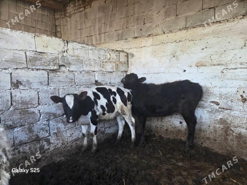 Galasteyin sygyr tuwe okuz - Gökje - img 1