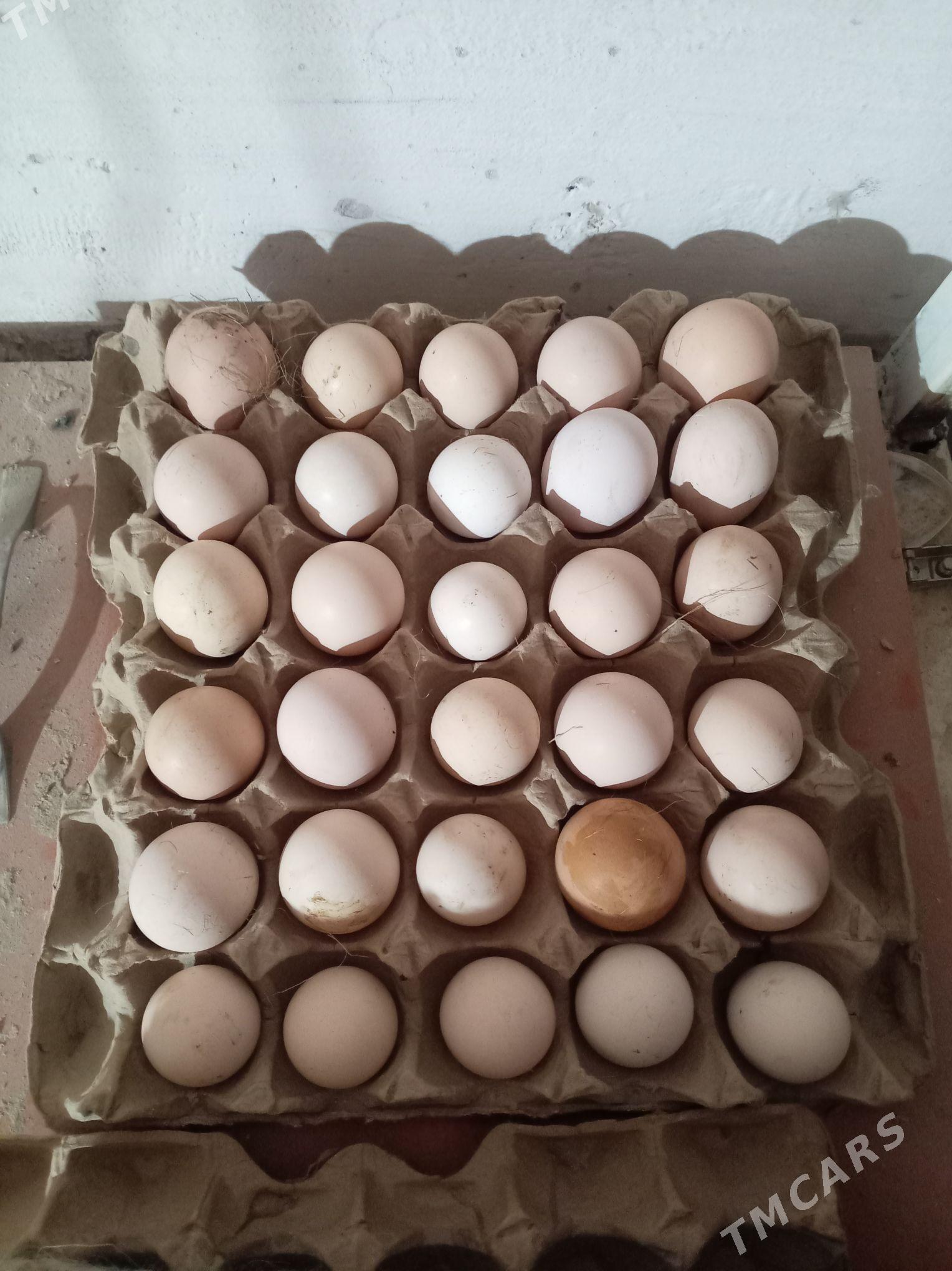 Яйца на инкубатор адлер - Туркменабат - img 1