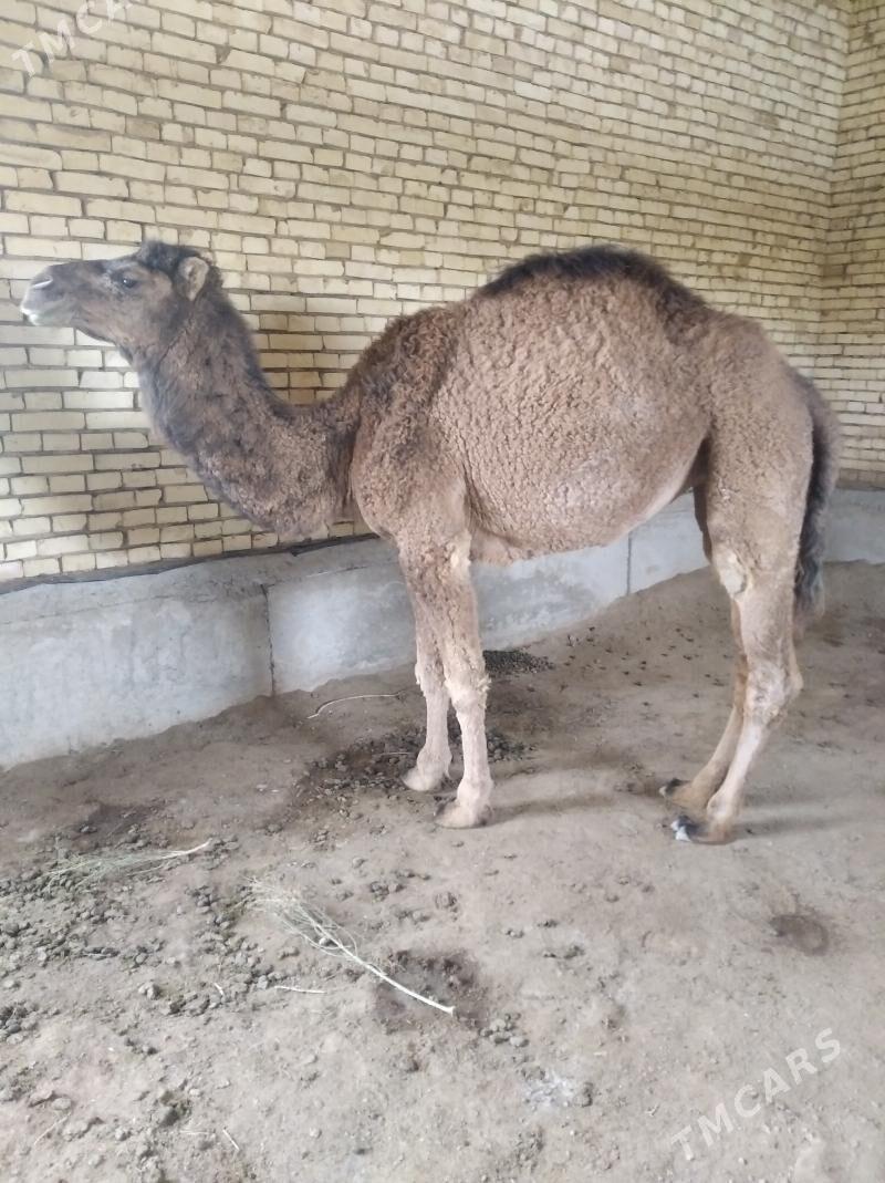 2 ýaşap geçen ogşuk - Байрамали - img 1