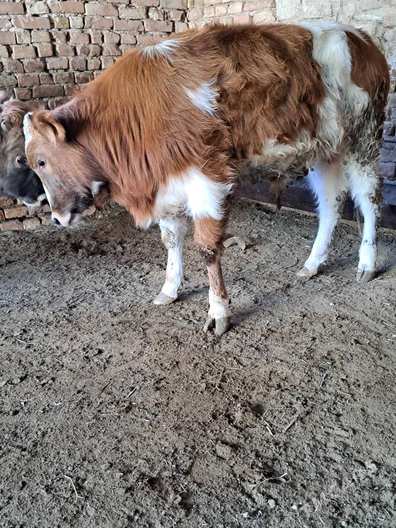 öküz - Гызыларбат - img 1