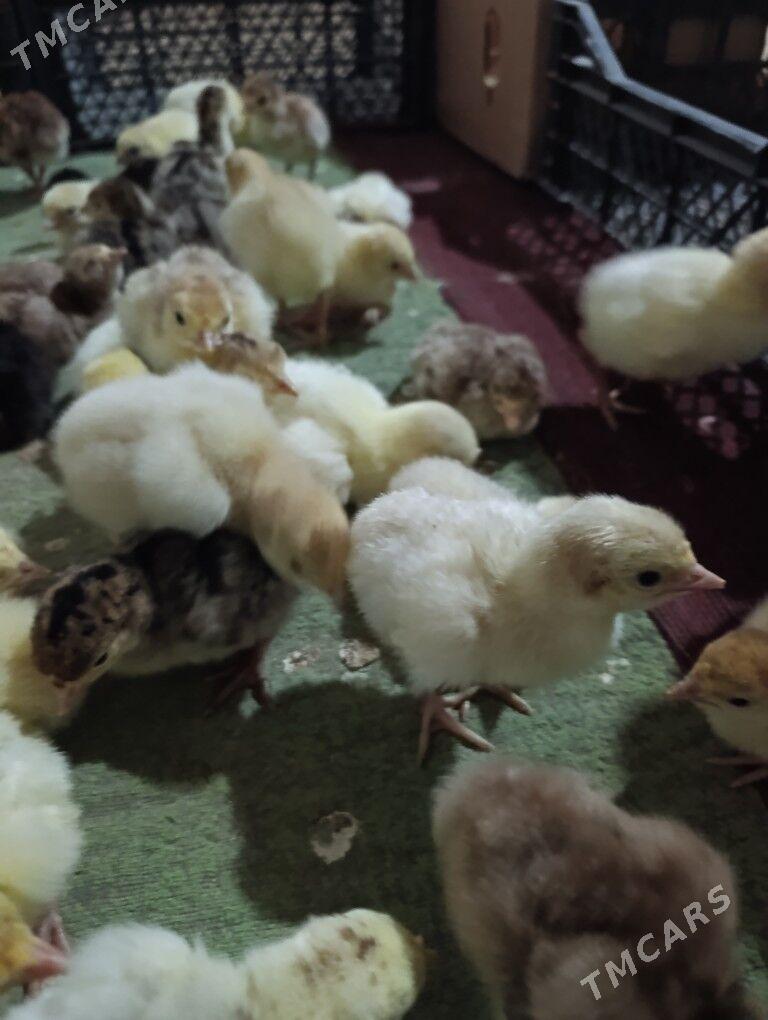 induk jüýje - Ýolöten - img 1