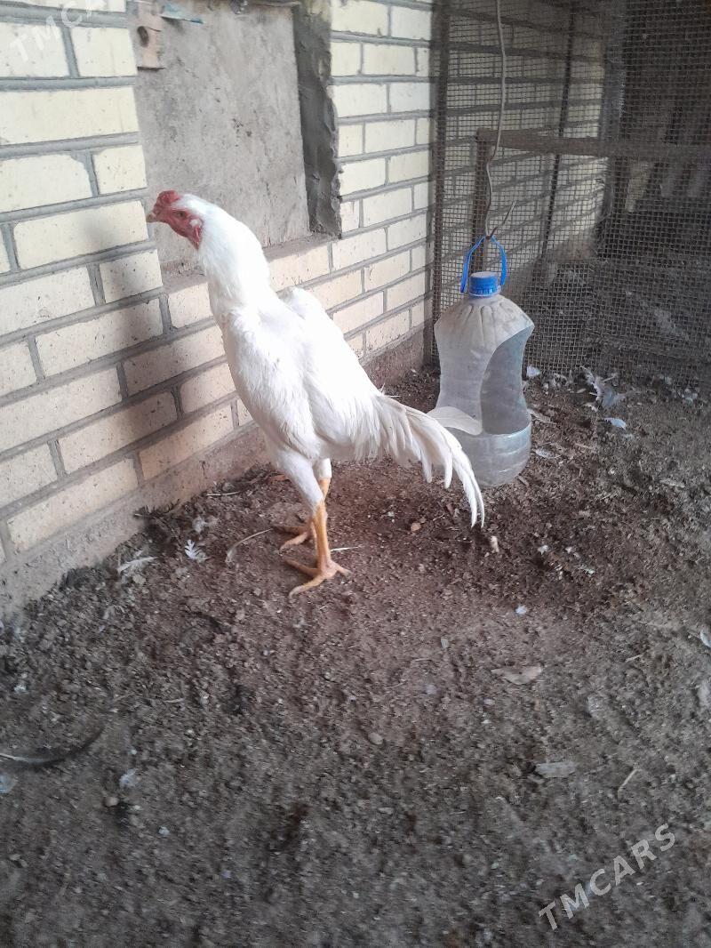 baÿsy horaz - Мары - img 1