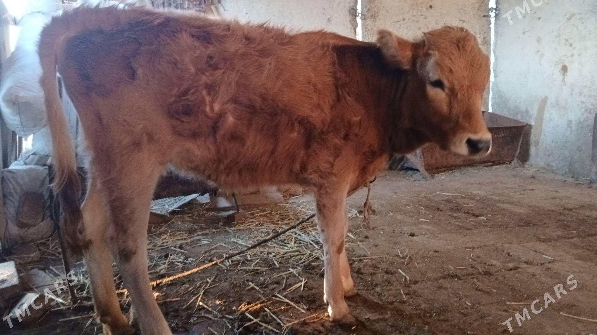 Tuwe - Гёкдепе - img 1