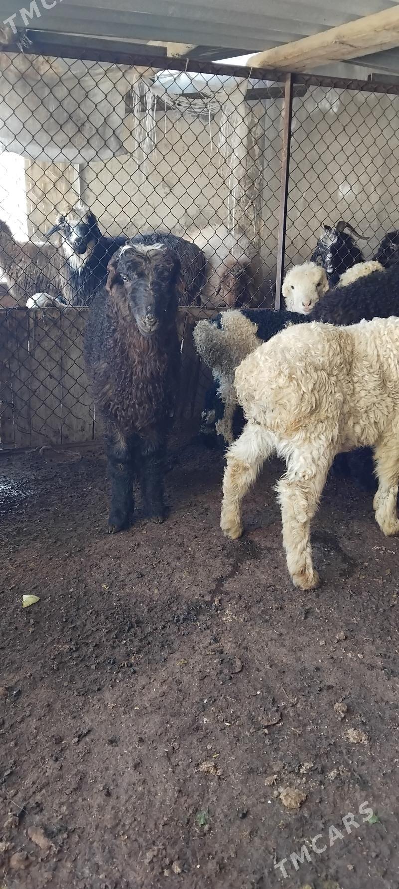 berre toklylar - Hitrowka - img 1