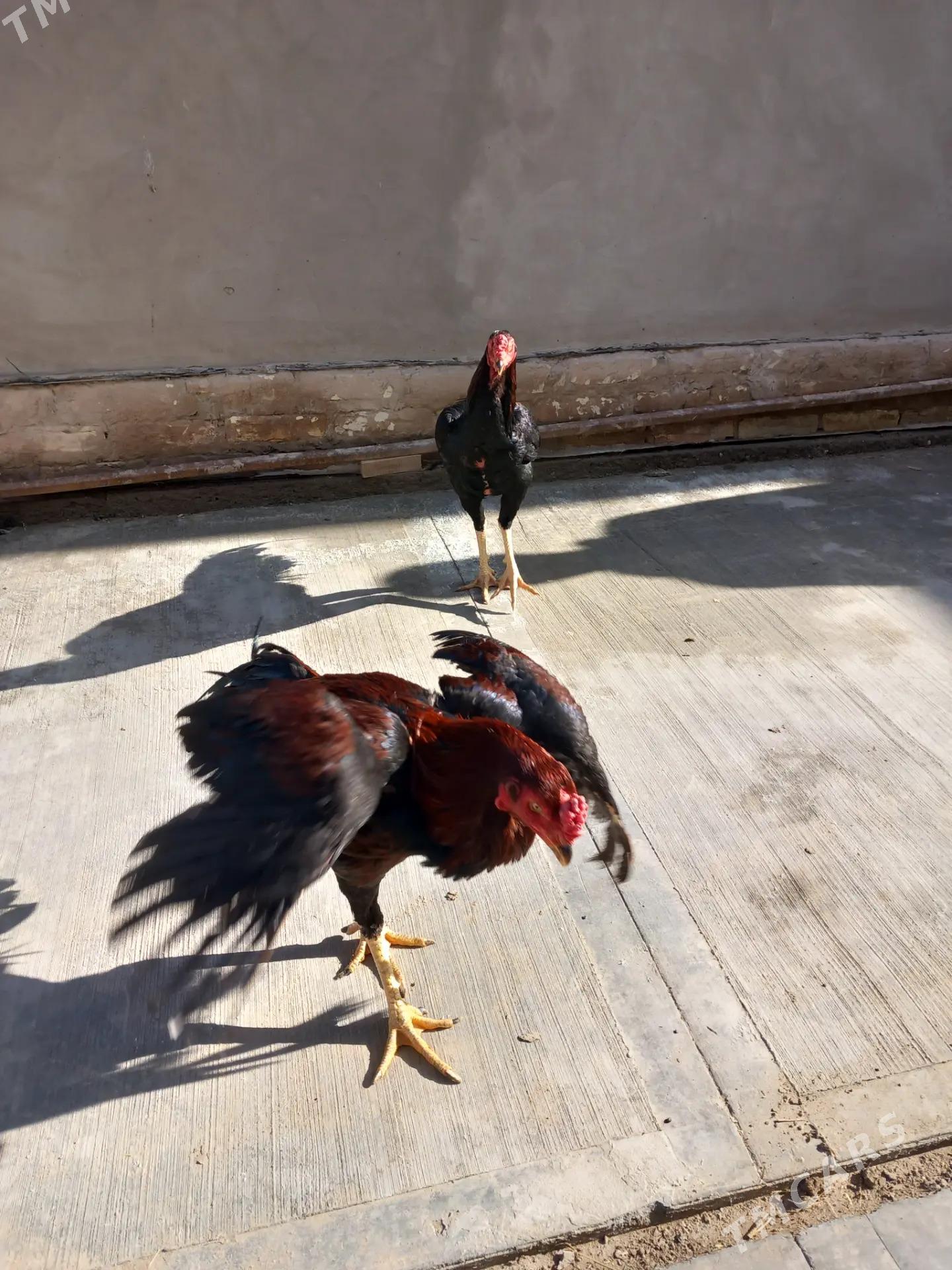 horaz - Дашогуз - img 1