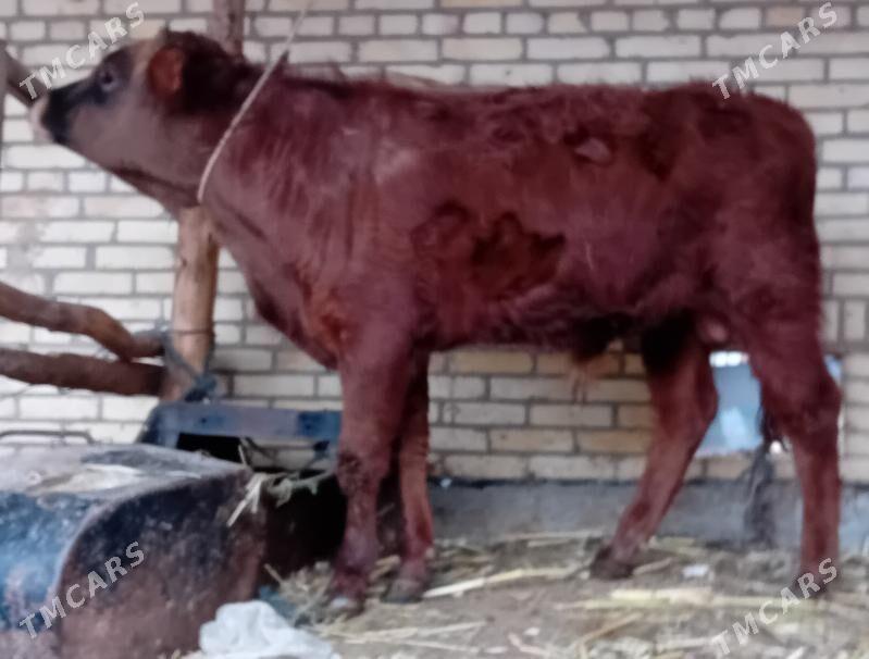 Ökuzler 3 sany. - Дянев - img 1