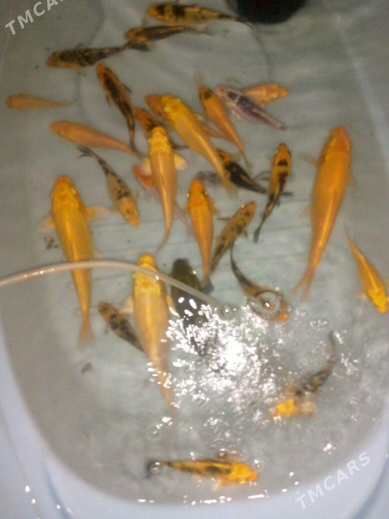 balyk - Дашогуз - img 1