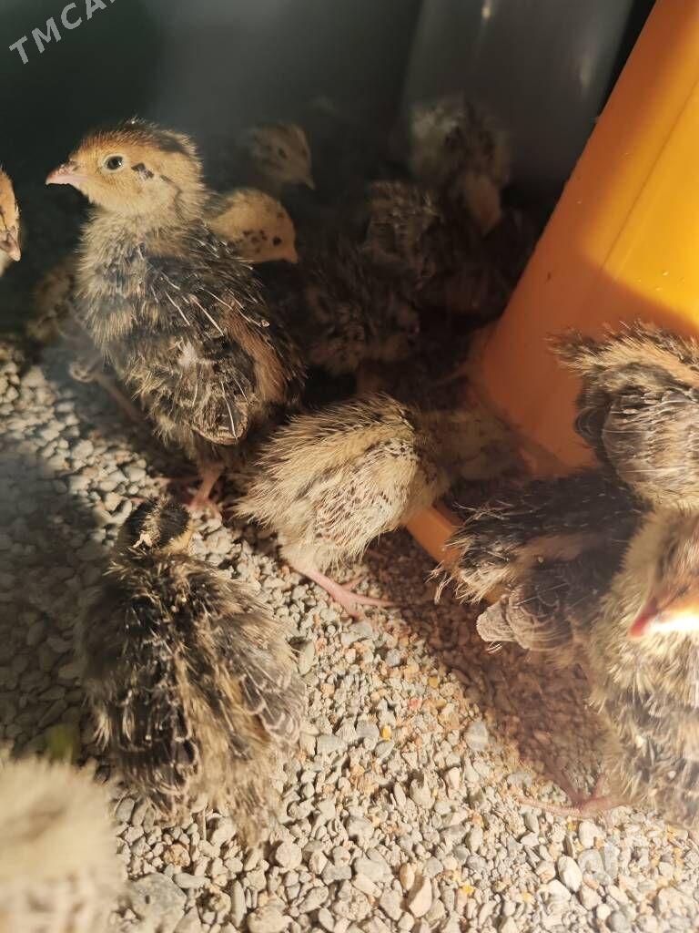 Bedene jüýje - ул. Чехова - Элитки (А.Ниязов шаёлы) - img 1