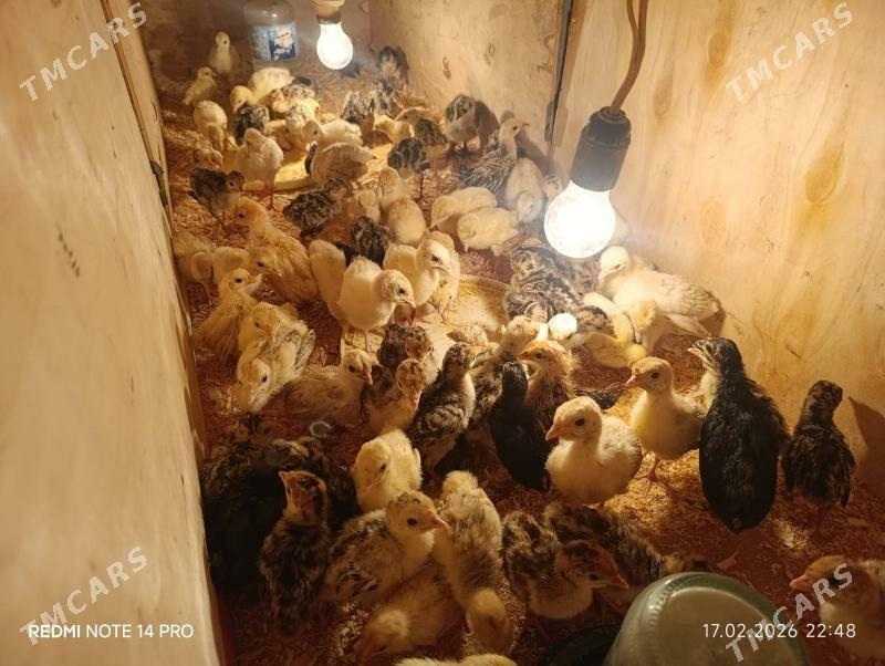 induk jujeler - Сакар - img 1