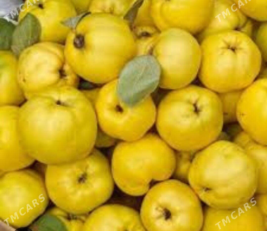 AYWA ESME TURK NAHAL - Änew - img 1