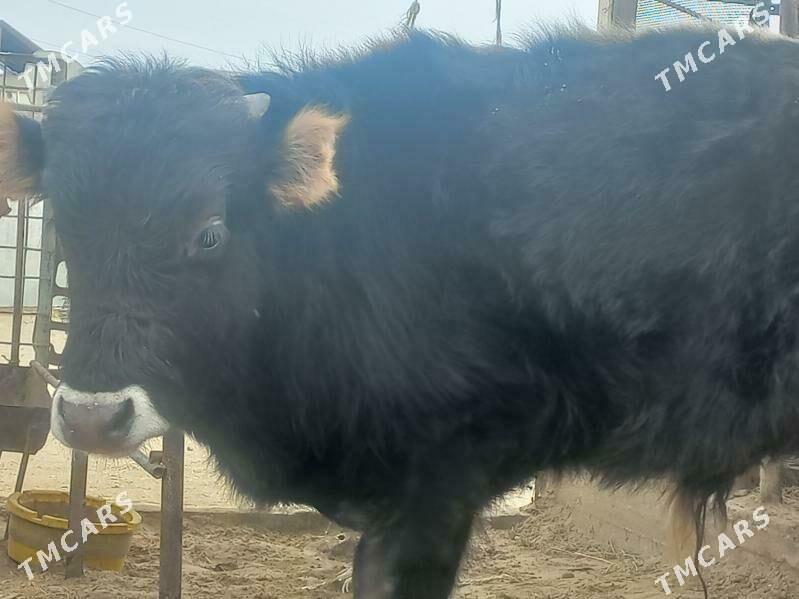 Okuz - Gumdag - img 1