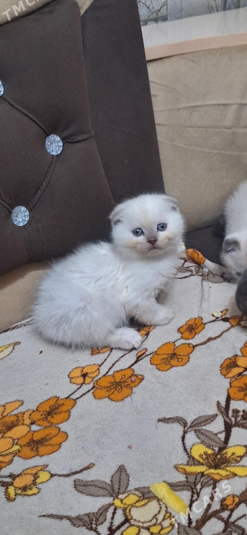 shotland wislouhiy pishikler - Дашогуз - img 1