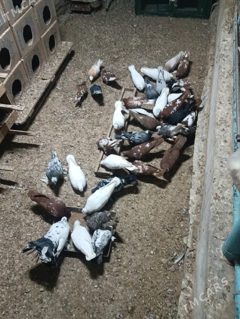 Kepderi - Мары - img 1