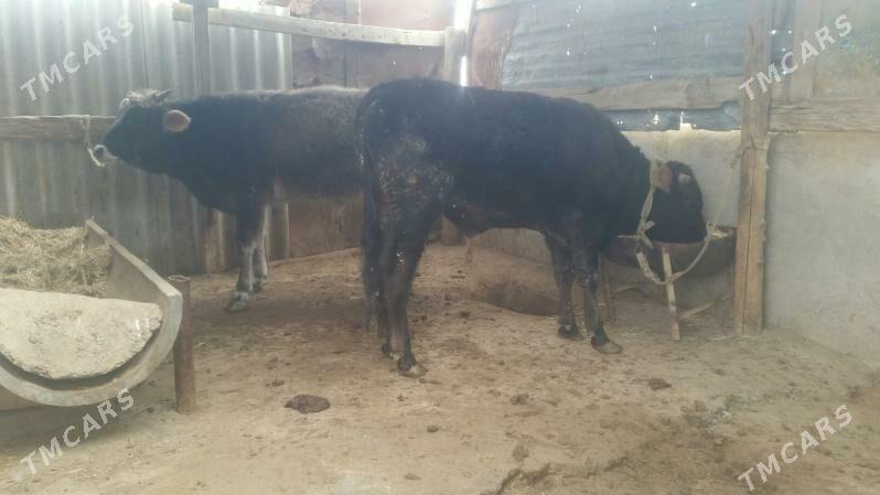 öküz iki sany - Гызыларбат - img 1