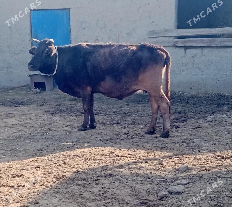 sygyr - Бахарден - img 1