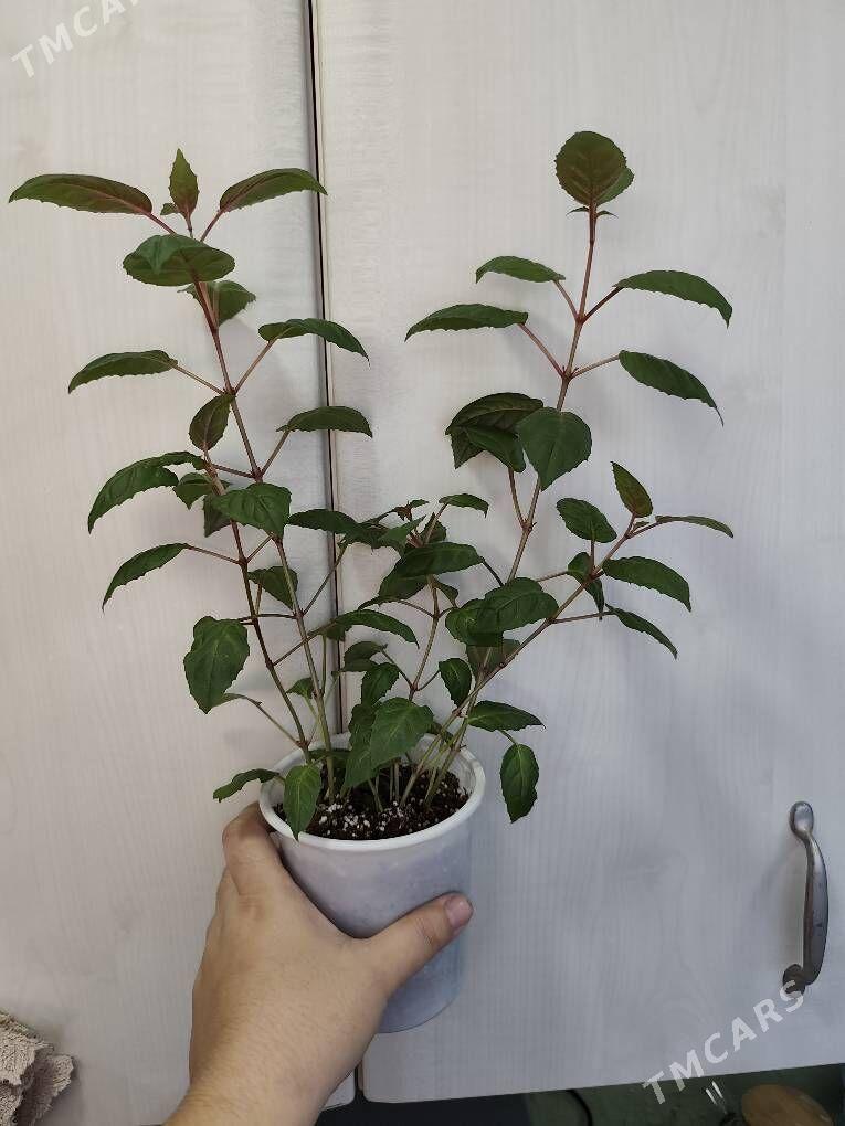 Фуксия - Ruhabat (90-njy razýezd) - img 1