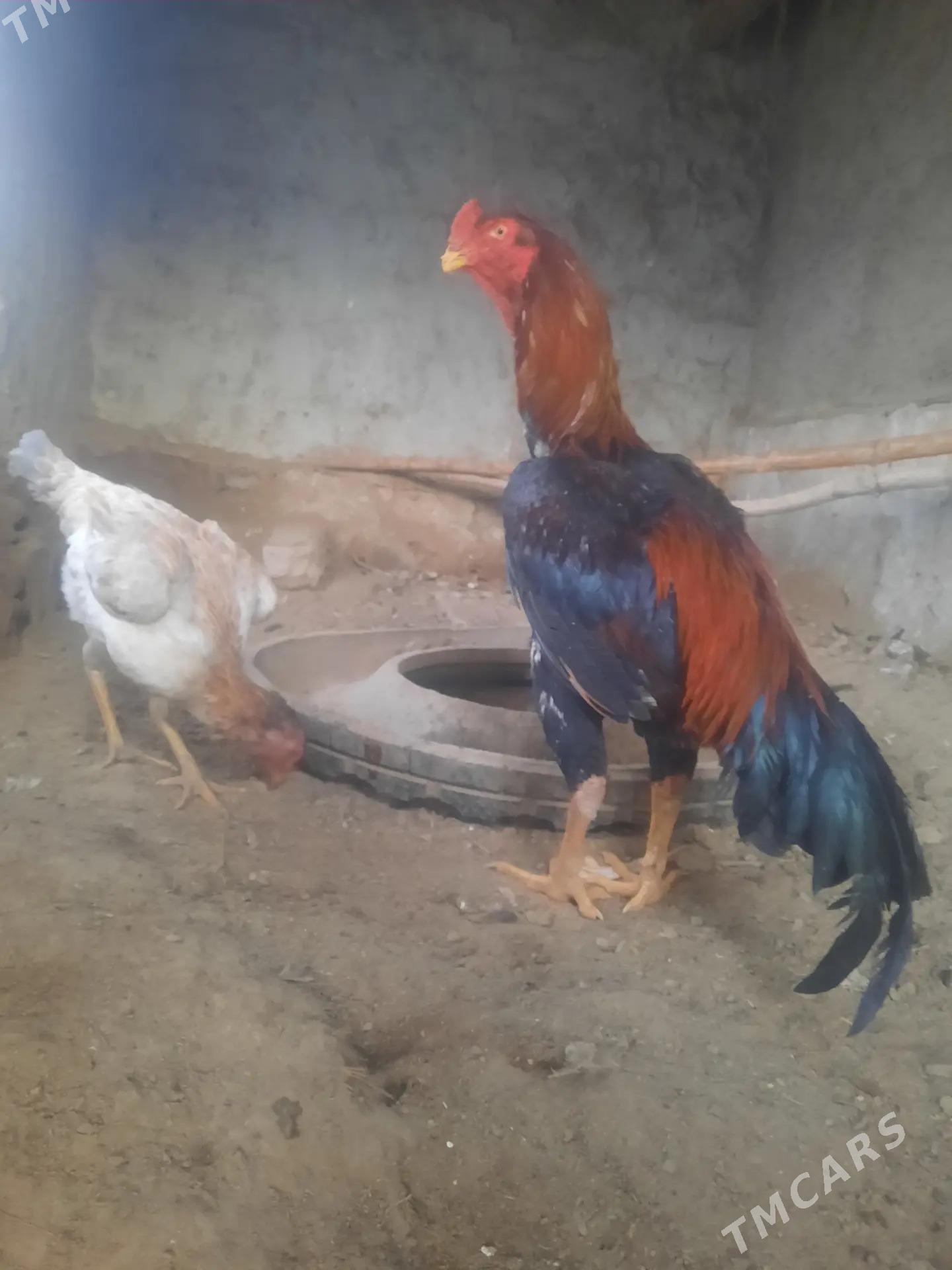 boyes horaz - Койтендаг - img 1