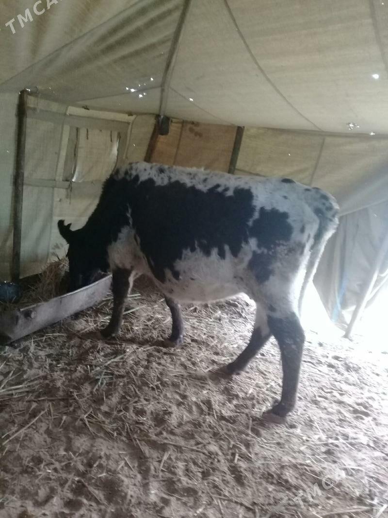 Sygyr - Туркменбаши - img 1